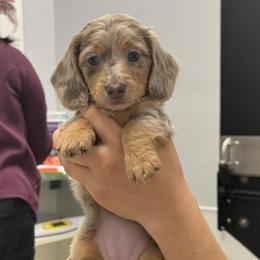 Dachshund Puppies from Wiggles & Wags Dachshund's