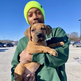 Boerboel Puppies from Heritage Boerboels