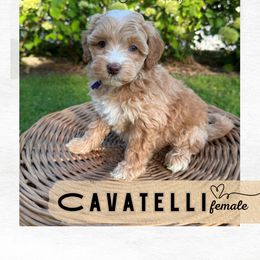 Cavatelli - Gold female Australian Labradoodle puppy in Mendon, Massachusetts from New England Labradoodles