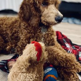 Goldendoodle and Poodle Puppies from Amber Brewer
