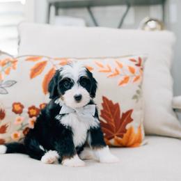 Andy - Tri-color male Bernedoodle puppy in Murray, Utah from Sun Valley Doodles