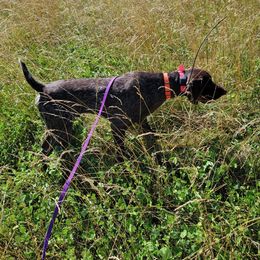 Gator - German Shorthaired Pointer