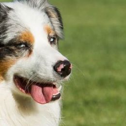 Australian Shepherds from Sutter Creek Aussies