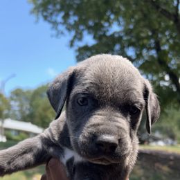 Cane Corso Puppies from Exotic Empire Kennels LLC