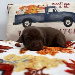 Light pink - Chocolate female Labrador Retriever puppy in Heath Springs, South Carolina from Rich Hill Retrievers