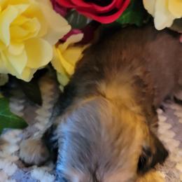Dachshund Puppies from CLARK'S BREEDING PROGRAM