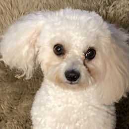 Uma - Maltipoo