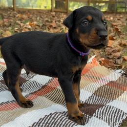 Arrow - Black and rust male Doberman Pinscher puppy in Toney, Alabama from Bhon Mhuir Dobermanns