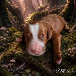 Grumpy (7 dwarfs theme) - Red  male Goldendoodle puppy in Ozark, Missouri from Halo Doodles
