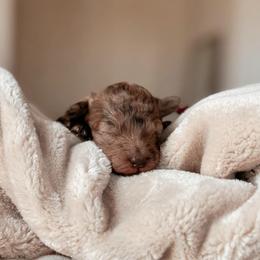 Marinara, Girl - Merle female Goldendoodle puppy in Maricopa, Arizona from Desert Ridge Doodles