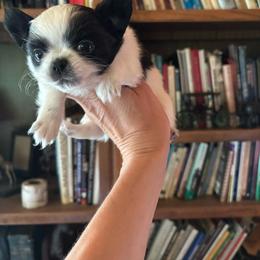 White female - Black and white female Chihuahua puppy in Isanti, Minnesota from Happy Little Chihuahuas