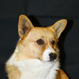 Nick - Pembroke Welsh Corgi