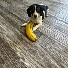 Darla - Piebald female Dachshund puppy in Waycross, Georgia from Southern Paws