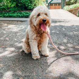Presley - Goldendoodle