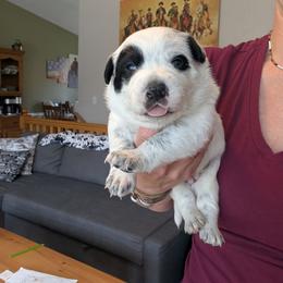Hughie (yellow) - Blue male Australian Cattle Dog puppy in Ammon, Idaho from Piney River Cattle Dogs