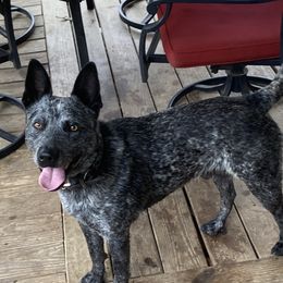 Henry  - Australian Cattle Dog