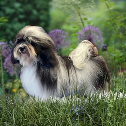 Amen - Havanese