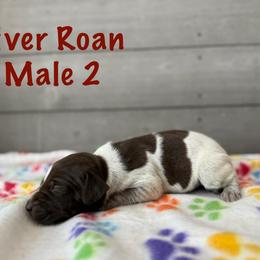 Blaze - Liver roan male German Shorthaired Pointer puppy in Axton, Virginia from Red Clay Kennels