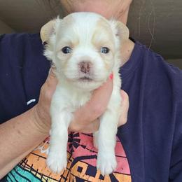 Papi - Cream and white male Chihuahua puppy in Xenia, Ohio from Moose Creek Chihuahua's