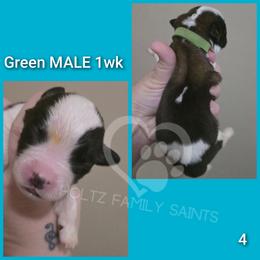 Green MALE - White and brown male Saint Bernard puppy in Kaukauna, Wisconsin from Holtz Family Saints
