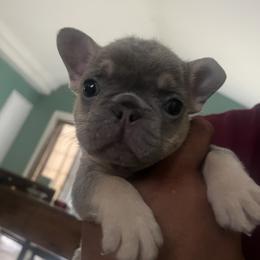 French Bulldog Puppies from Cocoskennel
