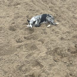 Wren - Border Collie