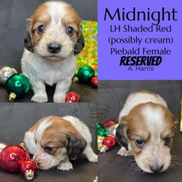 Midnight - Piebald female Dachshund puppy in Denham Springs, Louisiana from Rockin’ with Dachshunds