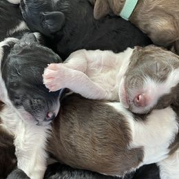 Poodle Puppies from Mars  Glitz Poodles