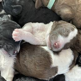 Poodle Puppies from Mars  Glitz Poodles