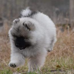 Keeshond Puppies from Anna Boehringer