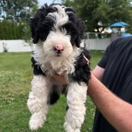 Brown - Black and white male Bernedoodle puppy in Southampton, Pennsylvania from Pumpkin Patch Doodles