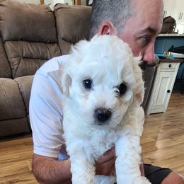 Bichon Frise Puppies from Waterloo Bichons AKC