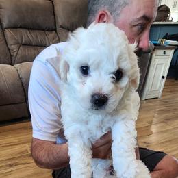 Bichon Frise Puppies from Waterloo Bichons AKC