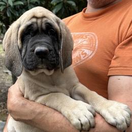 Girl 5 - Fawn female Mastiff puppy in Laredo, Texas from Huereca Mastiff