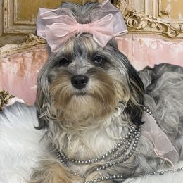 Bernedoodles, Cavapoos, Goldendoodles, and Poodles from Christine Greenberg