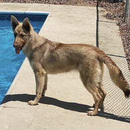 German Shepherd All Grown Up from Angel Oak German Shepherds