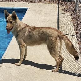 German Shepherd All Grown Up from Angel Oak German Shepherds