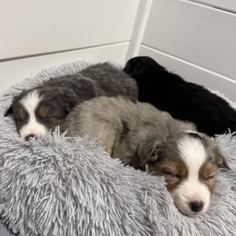 Miniature American Shepherd puppies from Dream’s Edge Farm