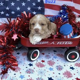 Buzz - Buff and white male Cockapoo puppy in Connersville, Indiana from MoonShine Babies