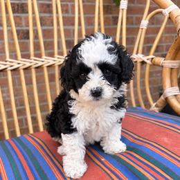 Pecan - Black and white female Bernedoodle puppy in Travelers Rest, South Carolina from Bernedoodle.do