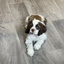 Cocker Spaniel Puppies from Canyonside Cocker Spaniels