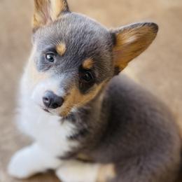 American Corgis, Pembroke Welsh Corgis, and Pomeranians from Syani Puppies
