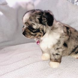 Aussiedoodle Puppies from Ohana Companions