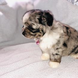 Aussiedoodle Puppies from Ohana Companions
