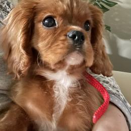 Cavalier King Charles Spaniel Puppies from Junebug Cavaliers