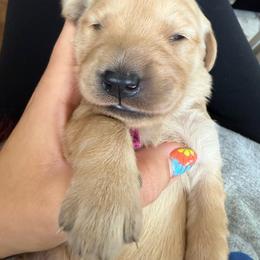 Betty-Magenta - Golden female Golden Retriever puppy in Cedar City, Utah from RuTess Goldens
