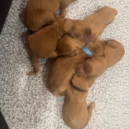 Third pick male sold - Dark golden male Golden Retriever puppy in Aumsville, Oregon from Bigfoot Goldens - AKC Registered Dark Red