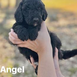 Angel - Black female Poodle puppy in Athens, Georgia from Alexander’s Standard Poodles
