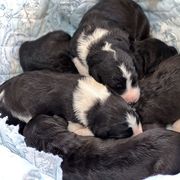 Bordoodle puppies from The Painted Egg at Copper Barrel Farm