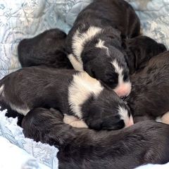 Bordoodle puppies from The Painted Egg at Copper Barrel Farm